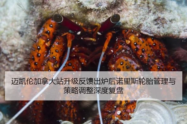 迈凯伦加拿大站升级反馈出炉后诺里斯轮胎管理与策略调整深度复盘